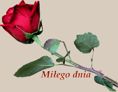 Miłego dnia czerwona róża